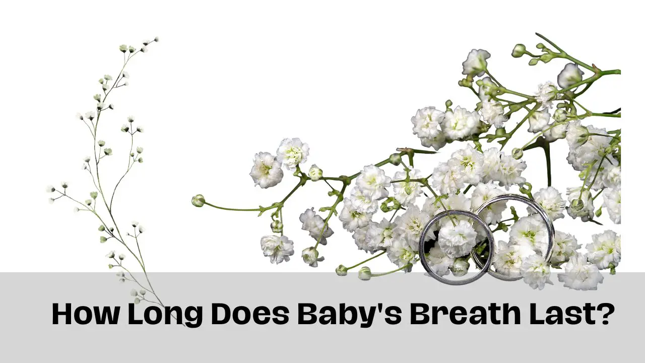 How Long Does Baby's Breath Last?