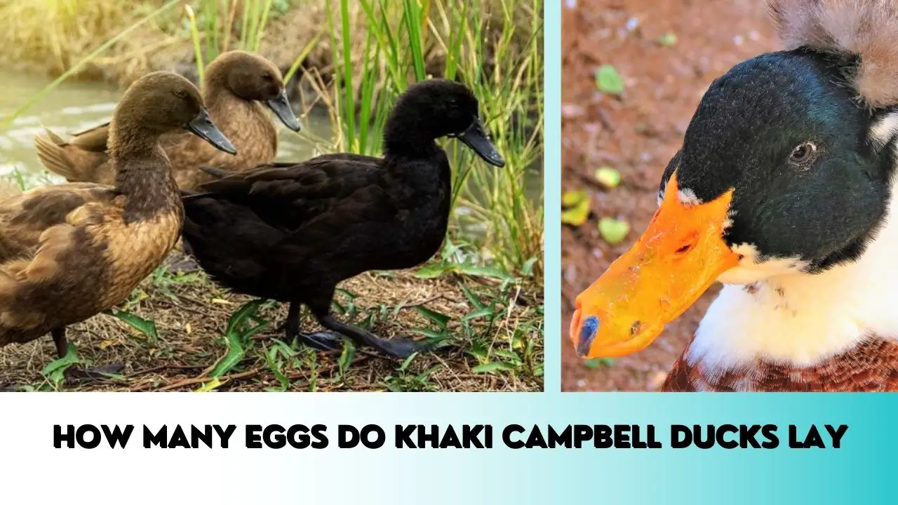 How Many Eggs do Khaki Campbell Ducks Lay