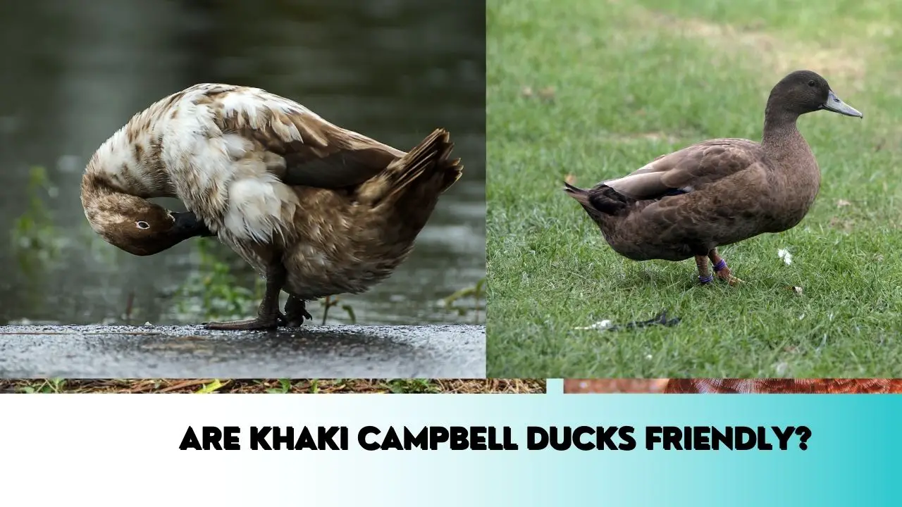 are khaki campbell ducks friendly