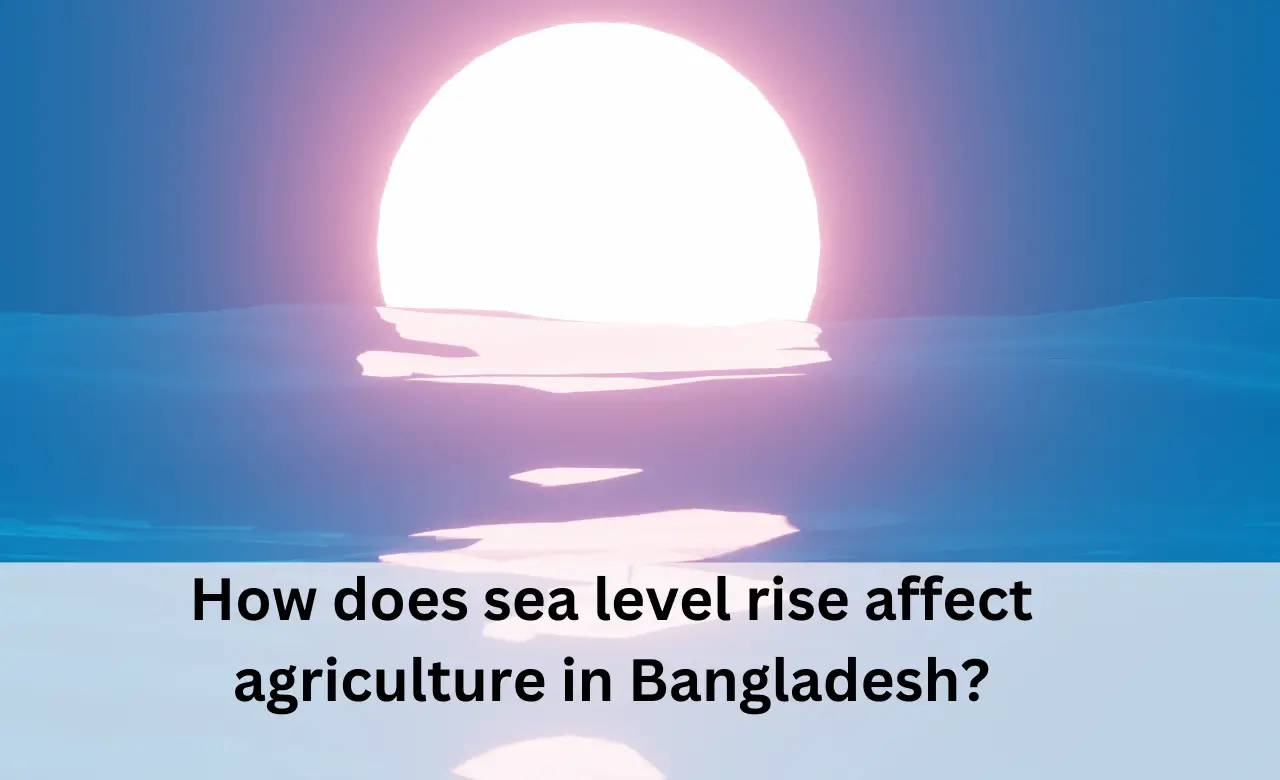 How does sea level rise affect agriculture in Bangladesh